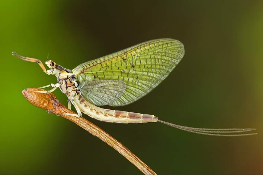 Ord. Eintagsfliegen (Ephemeroptera) Hemimetabole Insekten mit
