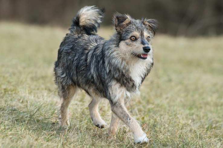 Hunden welche wir vermittelt haben, denn wir pflegen zu den meisten Adoptanten den Kontakt, den wir