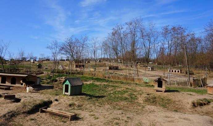 Openshelter im Westen Rumäniens gefunden. Dies ist ein offenes Tierheim auf 85 ha mit ca.