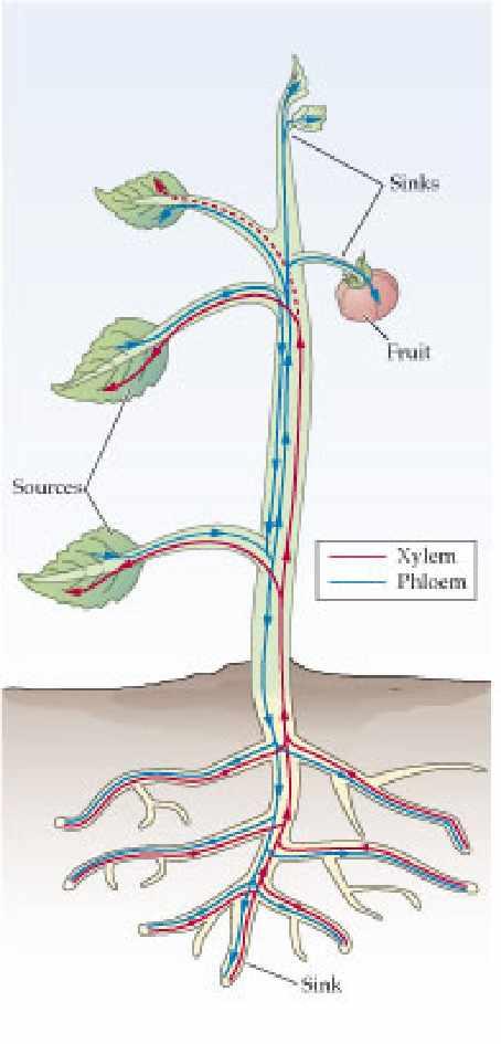Xylem und Phloem sind im Pflanzenkörper strukturell und funktional kombiniert Unterschiede Xylem/Phloem: Xylem Phloem