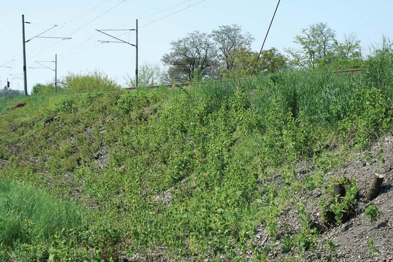 The former habitat of the southern festoon and the birthwort plant near the former barracks, before the modernization of the railway tracks (May 12, 2006).