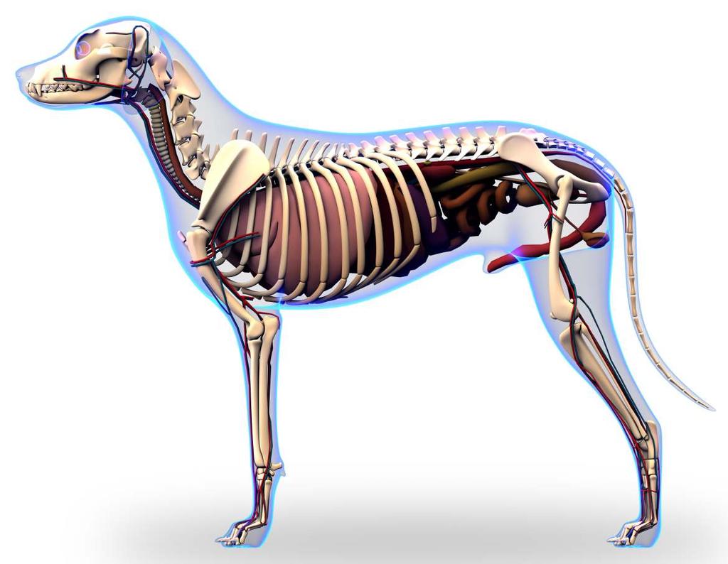 Problembereich: Muskeln und Gelenke Erkrankungen am Bewegungsapparat beim Hund sind weit verbreitet.
