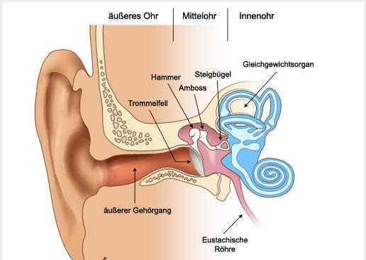 Aufbau des Ohrs Ohrmuschel Höhrnerv zum Gehirn Hörschnecke Basiliarmembran mit etwa 20.