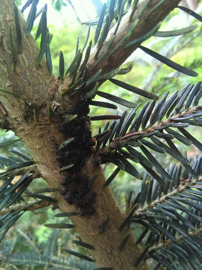 Die Ableger fanden in den Greening-Flächen gute