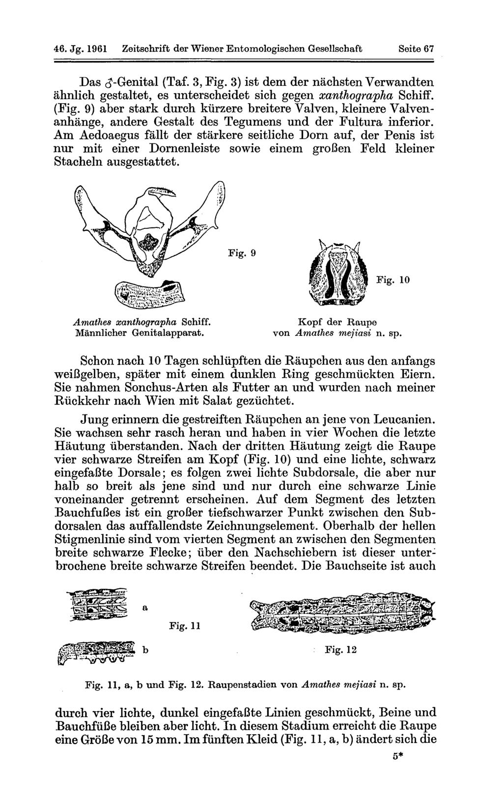 46. Jg. 1961 Zeitschrift der Wiener Entomologischen Gesellschaft Seite 67 Das (J-Genital (Taf. 3, Fig.