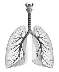 Anzahl Punkte Übertrag 33 Aufgabe 5 Auf dem Bild sehen Sie den Atmungsapparat. Nennen Sie die vier anatomischen Strukturen.