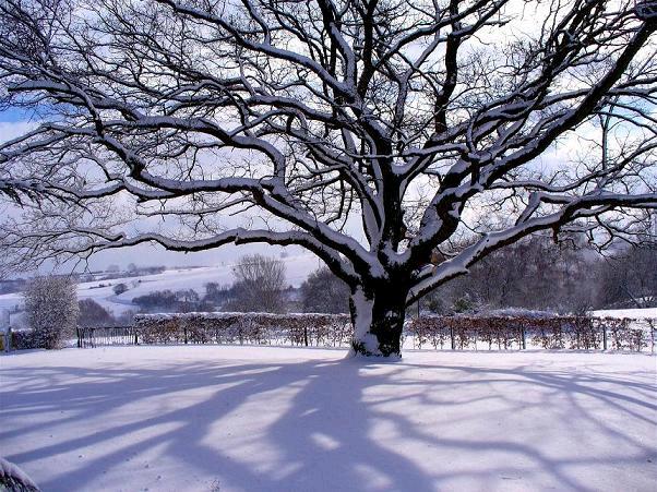 Auf die nunmehr angekommene kalte Winterszeit Johann Rist (1607-1667) Der Winter hat sich angefangen, der Schnee bedeckt das ganze Land, der Sommer ist hinweggegangen,, der Wald hat sich in Reif