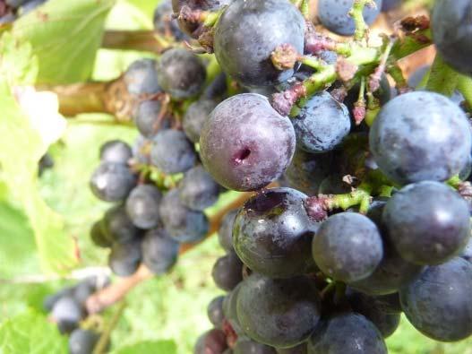 Wo die Trauben nicht durch Hagel oder Quetschungen geschädigt waren, bzw. gesunde Beeren wegen des vielen Regen im August, förmlich aufplatzten (Abb.