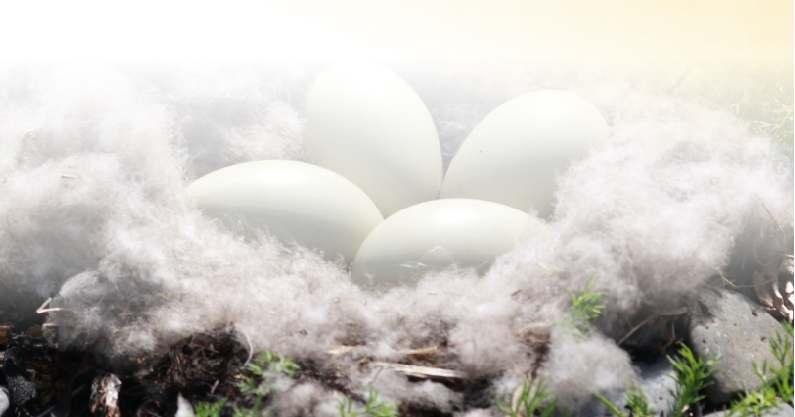 Entweder bevor die Ente ihre Eier abgelegt hat (dann muss das Nest nach der Ernte von dem Bauern mit Heu nachgepolstert werden) oder nachdem die Jungen das Nest verlassen haben. 1.