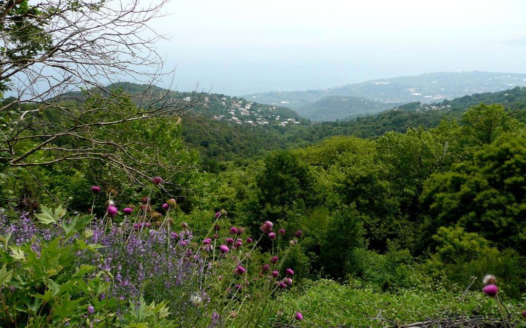 8. In einer Rechtskurve des Feldweges führt ein betonierter Weg bergabwärts. Wir nehmen diesen Weg. Nach der Kurve wird er zu einem Feldweg der langsam Richtung Aghios Georgios hinabführt.