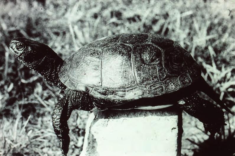 im Dahmeland überhaupt noch ein natürliches Schildkrötenvorkommen gibt. Heimische Sumpfschildkröten benötigen sowohl Gewässer wie stark sonnige Hanglagen für die erfolgreiche Entwicklung ihrer Eier.