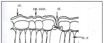 auch an der Unterseite je eine Spaltöffnung getroffen ist. Hinter beiden liegen große Interzellularen (Atemhöhlen).