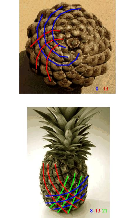 Die Mathematik ist die Sprache der Natur Ananas-Frucht und Kiefernzapfen.