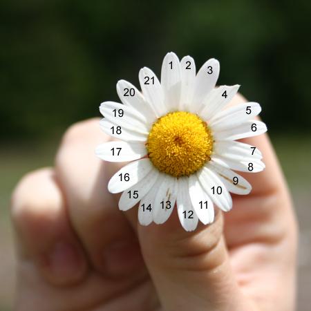 Die Mathematik ist die Sprache der Natur Das Gänseblümchen hat 21 Blütenblätter. Aber auf magische Weise kommen immer bestimmte Zahlen vor: 13, 21, 34, 55.