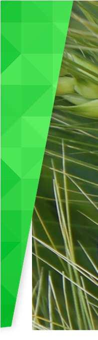 Bestandesführung Bodenbearbeitung Sortenwahl Düngung Befallsprognosen Pflanzenschutz Betriebswirtschaft Vermarktung Agrar - Info - Fax Nr. 32 09. Oktober 2017 Anzahl Seiten: 6 Dr.