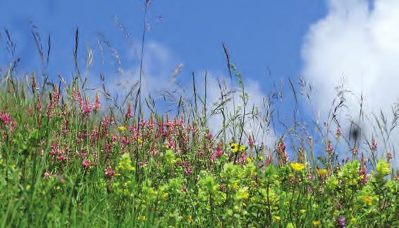 Weiter bekamen die TeilnehmerInnen auch den Veilchen-Perlmutterfalter (Boloria euphrosyne), weitere Bläulinge und Dickkopffalter sowie eine überwältigende Vielzahl Himmelblauer Bläulinge (Polyommatus