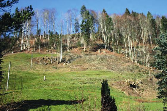 Im Rahmen der Auslichtung wird der potenziell artenreiche Waldrandbereich in den lichten Wald zurückverlegt und die ehemals artenreiche Weide auch gerade entbuscht.