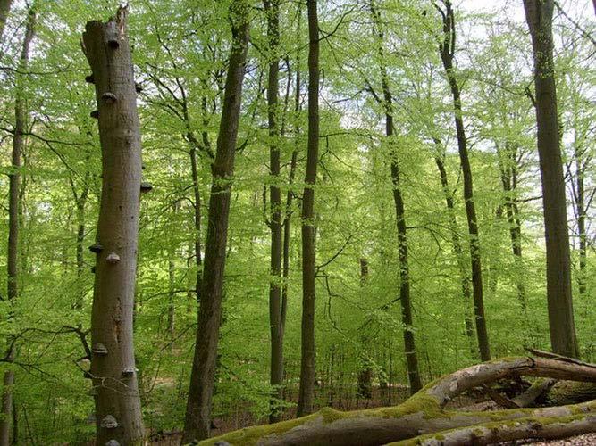 Nutzungsfreie Wälder: Einführung Nutzungsfreie