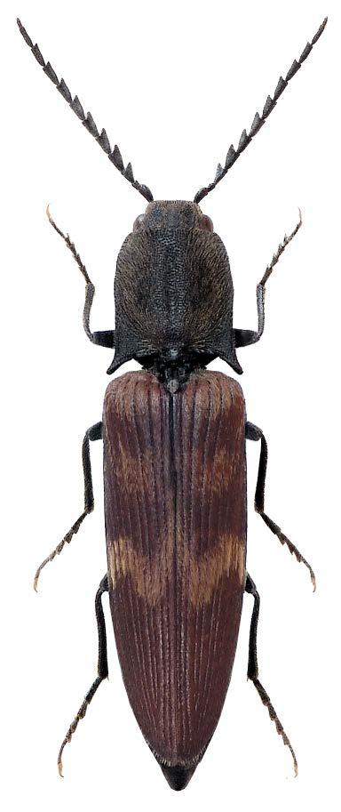 (3) Biodiversität im Nationalpark: Artenvielfalt Rote Liste Käfer