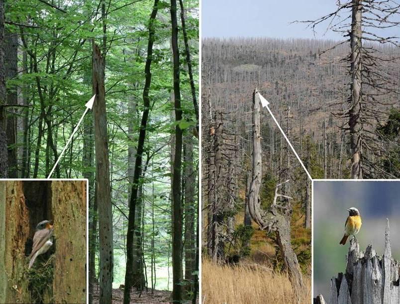 (3) Biodiversität im Landschaftsebene Nationalpark: Lebensraumvielfalt Moning & Müller (2008) Forest Ecology and Management / Müller et al (2010) Remote