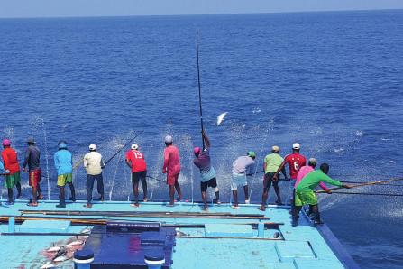 Skipjack Thunfisch von den Malediven Skipjack-Fischer wie Ali