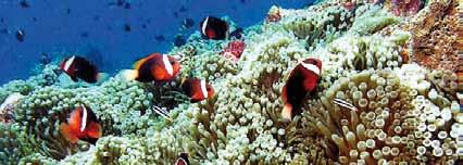 Korallen sind Kolonien bildende Tiere, die Polypen. Sie leben mit einer winzigen Art von Algen, die sie mit Nahrung versorgen (den so genannten Zooxanthellen).