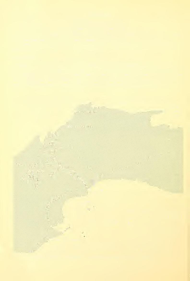 2. Ergebnisse Paramesochra T. Scott, 1892 Paramesochra kunzi nov. spec. (Abb. 2-4) Fundorte und Material. Pazifikküste: Isla Naos (Locus typicus. 26. 7. 1979 und 10. 9.