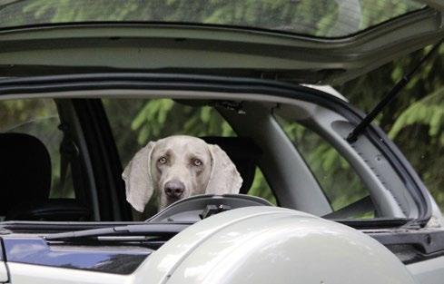 Ein vertrautes Umfeld ist für einen älteren Hund oft besser als Reisestrapazen. Im Auto Für Hunde mit Vorerkrankungen wie Herzmuskelschwäche kann schon eine Autofahrt in die Berge gefährlich werden.