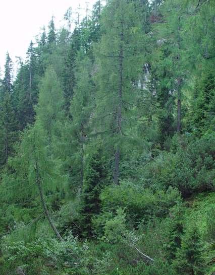 Eine besonders markante Grenze ist dabei die Waldgrenze, ab der sich die eben noch geschlossenen Wälder in Baumgruppen und Einzelbäume auflösen.