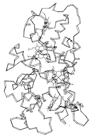 Einleitung L2 H2 L1 H1 Abbildung A.3.2.2: Struktur der tetrahämen Cytochrom c-untereinheit des Reaktionszentrums aus Blastochloris viridis in atomarer Auflösung [29].