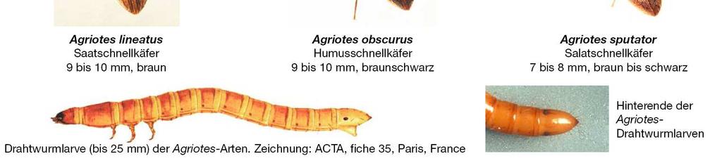 Käfer sehr kurz überwiegendes Stadium = Larve Größere Drahtwürmer kommen auch lange Zeitperioden ohne pflanzliche Nahrung aus In