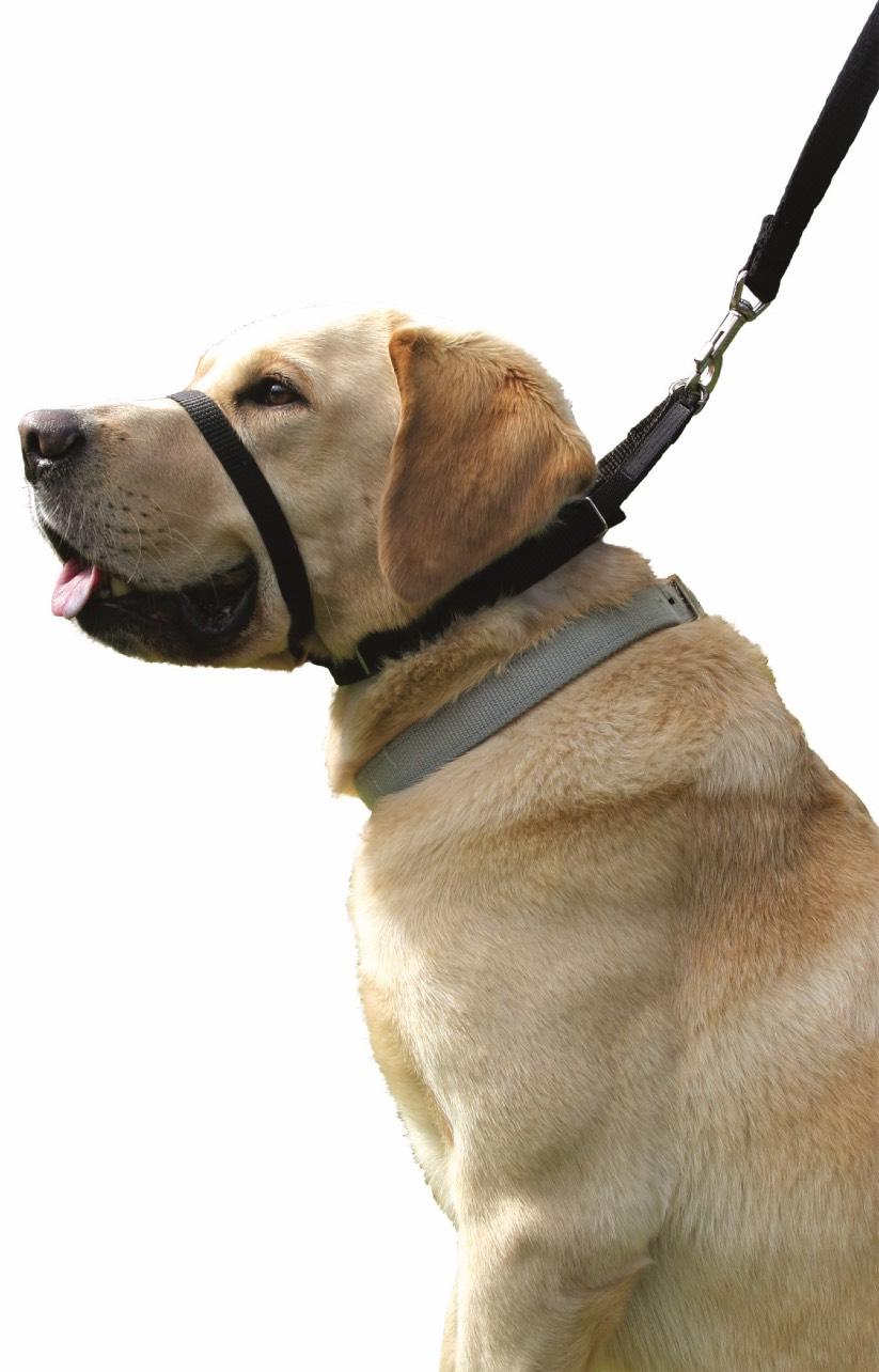 Canny Collar Das beste Halsband, um Hunde daran zu hindern,