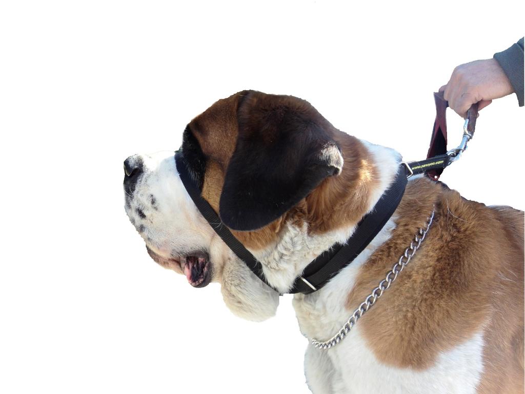 Canny Colossus Das beste Halsband, um Hunde daran zu hindern, an der Leine zu ziehen Gleiches Design wie Canny Collar Speziell entwickelt für große Rassen Große