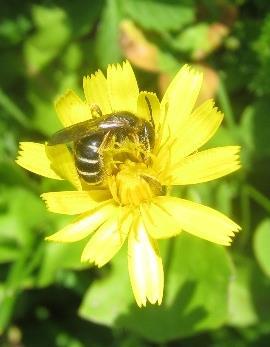 2. Welche Bedürfnisse haben die Wildbienen? Das Vorkommen der Wildbienen ist von geeigneten Nahrungsquellen und Nistmöglichkeiten abhängig.
