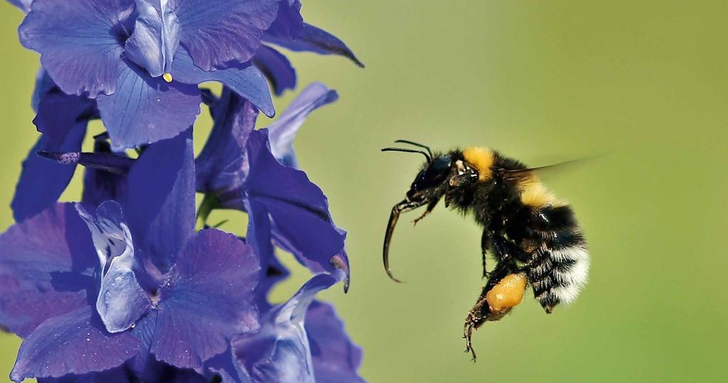 VIELFALTIG UND UNVERZICHTBAR Hier leben Wildbienen: Bäume und Totholz In Europa leben etwa 2.