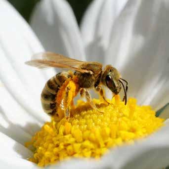 Sie Die weit verbreitete Art fliegt im Frühjahr bis in den Juni hin- Die Art nutzt den Pollen verschiedener Pflanzenarten.