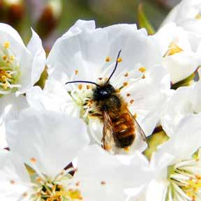 Wildbienen als fleißige Bienchen Aufgaben: 1. Lies den Text und unterstreiche die Tuwörter (Verben). 2. Manche Verben haben Vorsilben, z. B. unter in unterstreichen.