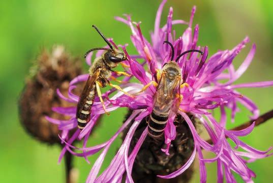 Diese Furche tragen zwar alle Vertreterinnen der Bienengattung Halictus, bei den kleinen Arten fällt ses Merkmal aber kaum auf.