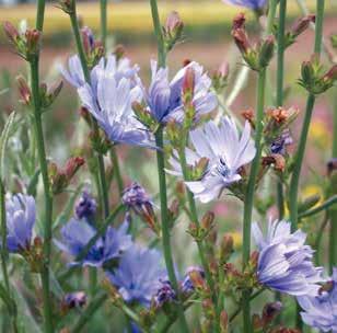 Scabiosen-Flockenblume Centaurea scabiosa Familie: Korbblütengewächse Farbe: