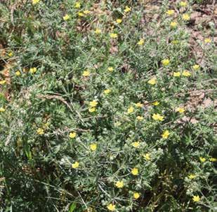 feucht [70] Wiesen-Salbei Salvia pratensis Familie: Lippenblütengewächse