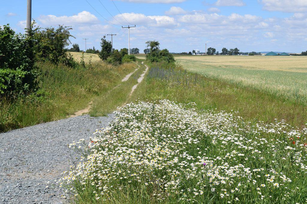 Station 4 Blühstreifen in der offenen Landschaft Beschreibung: Entlang der Wegränder wurden 2015 verschiedene Blühstreifen angelegt, die aus artenreichen Wildkräutermischungen bestehen.