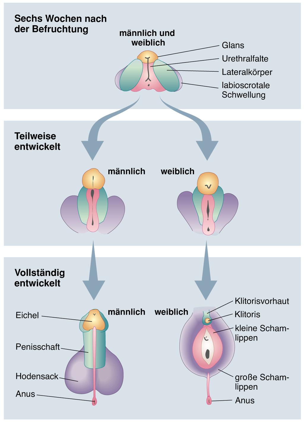 Entwicklung der äußeren Geschlechtsorgane Abbildung 13.