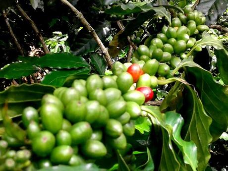Die Ernte 2017 reift! Die Ernte 2016 geht in Europa gerade in den Verkauf, da wächst an den Sträuchern rund um Lampocoy schon der Kaffee für die neue Ernte 2017.