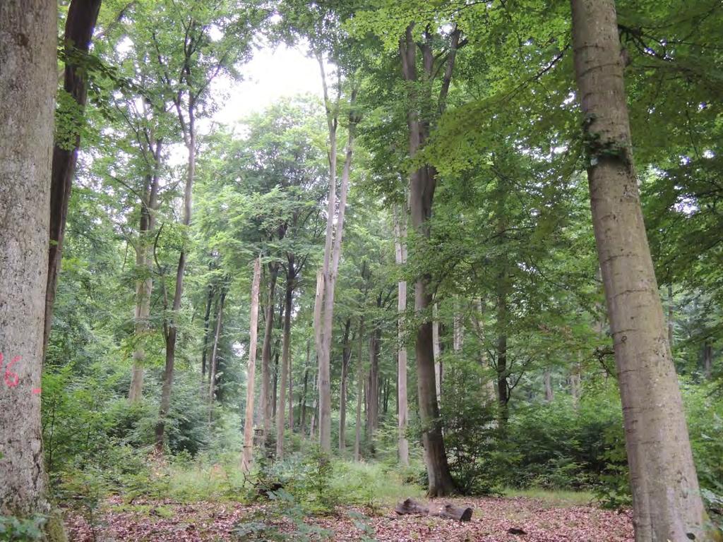 4. Kurzbeschreibung einzelner ausgewählter Biotoptypen (nach Biotoptypenkarte) Biotop 1: Rotbuchenwald und naturnahe Mischwälder Charakteristik: Im östlichen Grenzbereich des Untersuchungsgebietes