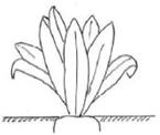 Länge Länge TG/17/4 16 Zu : Pflanze: Wuchsform 1 aufrecht halbaufrecht 5 breitwüchsig Zu 4: Blatt: Länge