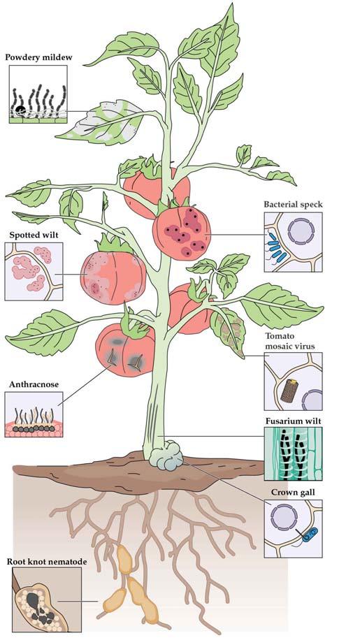 1. Pflanzliche Pathogenabwehr Immunsystem der Pflanzen: Pflanzen sind in der Lage, sich fast aller Bakterien, Pilze, Nematoden etc.