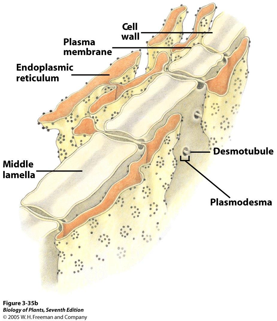 Plasmamembran Endoplasmatisches Reticulum Zellwand Desmotubulus Mittellamelle Plasmodesmos Plasmodesmen verbinden
