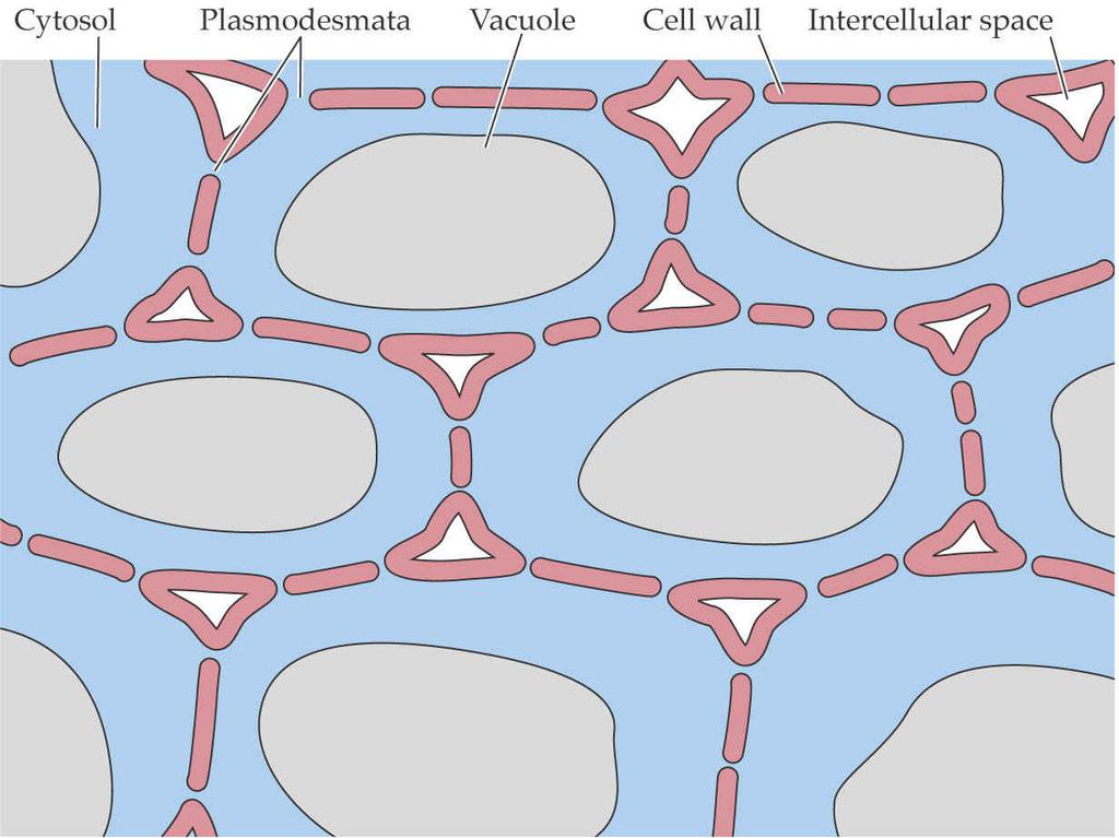 Pflanzliche Zellen sind zu einer physiologischen Einheit, dem Symplasten, verbunden Vom Symplasten