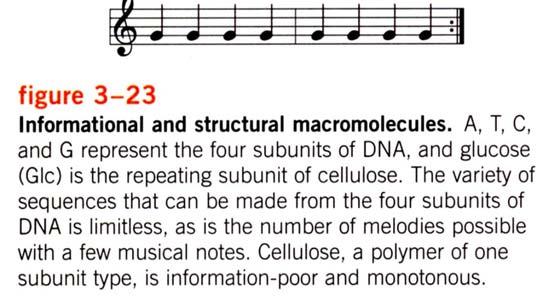 Makromoleküle in Zellen Generell zu Makromolekülen: Begrenzte Zahl von einfachen Bausteinen, durch beliebige Kombinierbarkeit ist jedoch sehr große Vielfalt