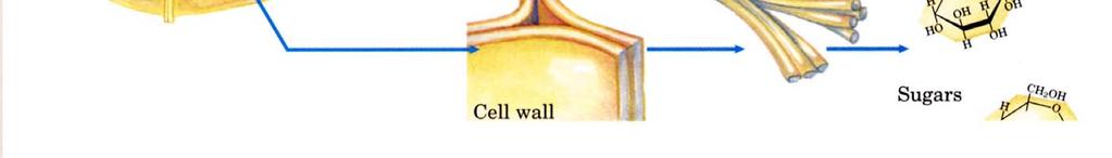 unterschieden werden Die Zelle und ihre Organelle